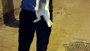 Diyarbakır'da kanalizasyona düşen kedi 2.5 saatlik çalışmayla kurtarıldı