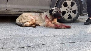 Kangal köpeği, tüfekle vurdu