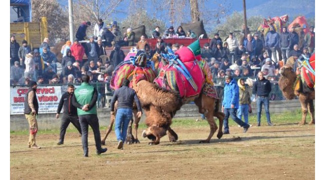Aydın'da düzenlenen deve güreşi festivaline yoğun ilgi