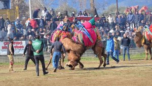 Aydın'da düzenlenen deve güreşi festivaline yoğun ilgi
